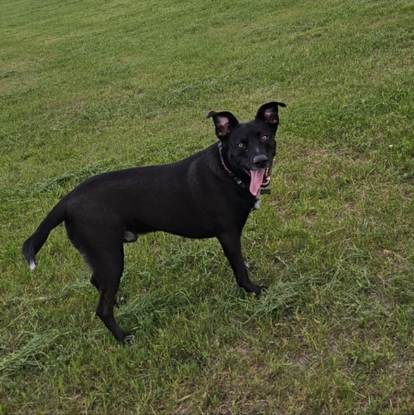 Meet your Posher, Lex - Picture 1 of 4